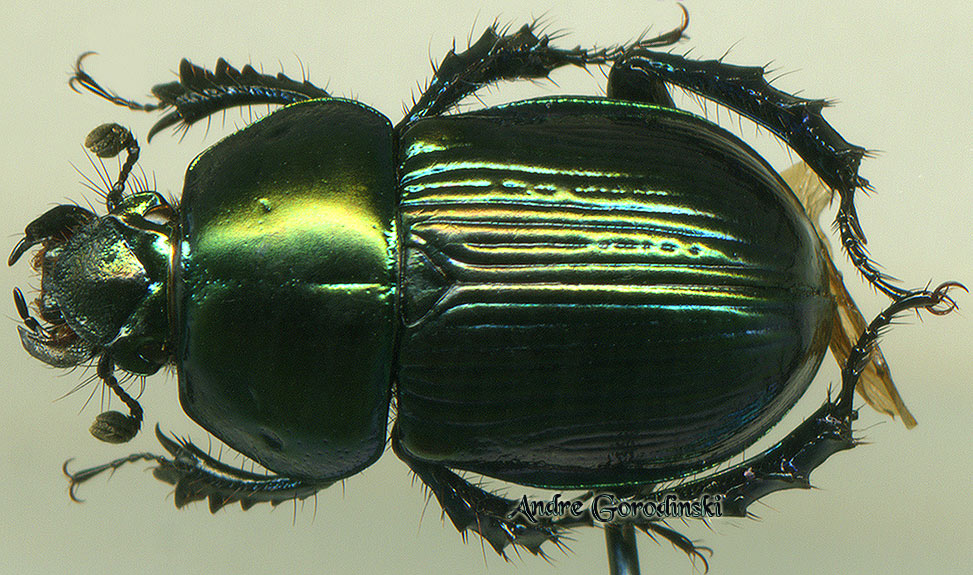 http://www.gorodinski.ru/geotrupes/Geotrupes metallescens ssp..jpg